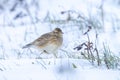 Eurasian skylark, Alauda arvensis, foraging in snow, beautiful cold Winter setting