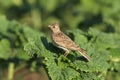 Eurasian skylark Royalty Free Stock Photo