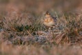 The Eurasian skylark - Alauda arvensis is a passerine bird in the lark family, Alaudidae Royalty Free Stock Photo