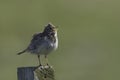 Eurasian Skylark, Alauda arvensis, singing from perch Royalty Free Stock Photo