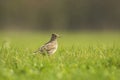 Eurasian skylark bird Alauda arvensis bird in a meadow Royalty Free Stock Photo