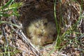 The eurasian skylark chicks in the nest Royalty Free Stock Photo