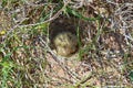 The eurasian skylark chicks in the nest Royalty Free Stock Photo