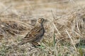 Eurasian Skylark in the dry grasses in early spring Royalty Free Stock Photo