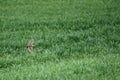 Eurasian skylark