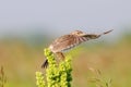 Eurasian Skylark flapping wings Royalty Free Stock Photo