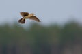 Eurasian skylark in flight over the wood with beating wings and sings fervently his song