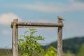 Eurasian Skylark perched on wooden pole Royalty Free Stock Photo