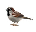 Eurasian Sparrow Bird Composition Royalty Free Stock Photo