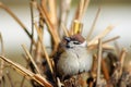 Eurasian sparrow bird Royalty Free Stock Photo