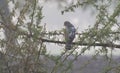 Eurasian Sparrow Hawk perching on Thorny Tree