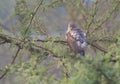 Eurasian Sparrow Hawk perching on Thorny Tree