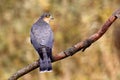 Eurasian Sparrowhawk