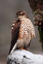 The Eurasian sparrowhawk Accipiter nisus, also the northern sparrowhawk or simply the sparrowhawk sitting on a snowy branch