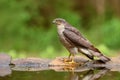 Eurasian Sparrowhawk - Accipiter nisus