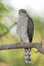 Eurasian sparrowhawk (Accipiter nisus)