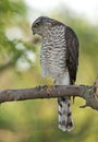 Eurasian sparrowhawk (Accipiter nisus)