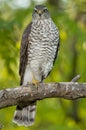 Eurasian sparrowhawk (Accipiter nisus)