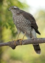 Eurasian sparrowhawk (Accipiter nisus)