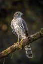 The Eurasian Sparrowhawk, accipiter nisus Royalty Free Stock Photo