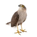 Eurasian Sparrowhawk Accipiter nisus female. Isolated on white