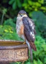 Eurasian Sparrowhawk - Accipiter nisus perched on a birdbath.. Royalty Free Stock Photo