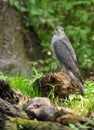 Eurasian Sparrowhawk perching on log