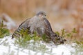 Eurasian sparrowhawk, Accipiter nisus, sitting on the snow in the forest with caught little songbird. Wildlife animal scene from