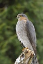 Eurasian sparrowhawk