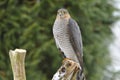 Eurasian sparrowhawk