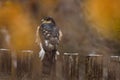 Eurasian sparrowhawk bird, Accipiter nisus