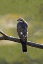 Eurasian sparrowhawk Royalty Free Stock Photo