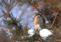 Eurasian sparrowhawk male