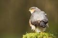 Eurasian Sparrowhawk perching on a wooden mossy post