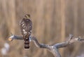 Eurasian Sparrowhawk - Sperber - Accipiter nisus