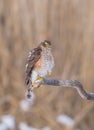 Eurasian Sparrowhawk - Sperber - Accipiter nisus