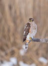 Eurasian Sparrowhawk - Sperber - Accipiter nisus