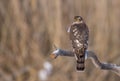 Eurasian Sparrowhawk - Sperber - Accipiter nisus