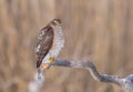 Eurasian Sparrowhawk - Sperber - Accipiter nisus