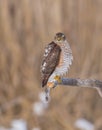 Eurasian Sparrowhawk - Sperber - Accipiter nisus