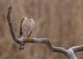 Eurasian Sparrowhawk - Sperber - Accipiter nisus