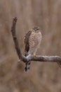 Eurasian Sparrowhawk - Sperber - Accipiter nisus