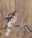 Eurasian Sparrowhawk - Sperber - Accipiter nisus