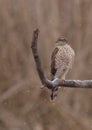 Eurasian Sparrowhawk - Sperber - Accipiter nisus