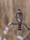 Eurasian Sparrowhawk - Sperber - Accipiter nisus