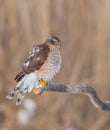 Eurasian Sparrowhawk - Sperber - Accipiter nisus