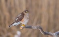 Eurasian Sparrowhawk - Sperber - Accipiter nisus