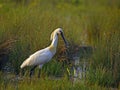 Eurasian spoonbill 2.