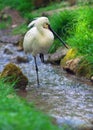 Eurasian Spoonbill