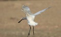 Eurasian spoonbill